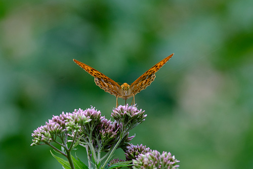 Schmetterling