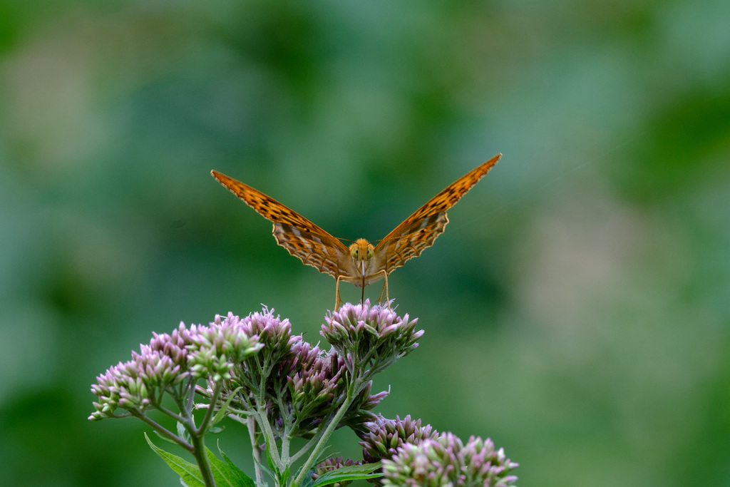 Schmetterling