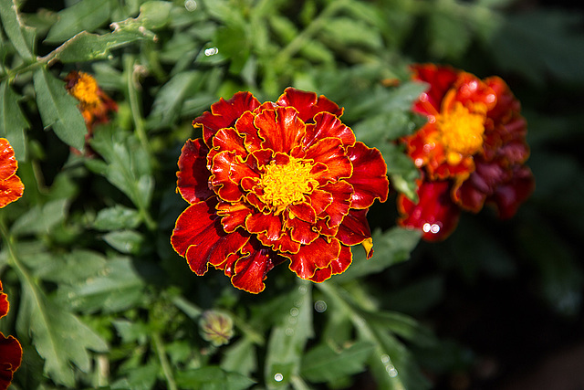 20150703 8405VRAw [D~RI] Studentenblume [Tagetes agg], Rinteln