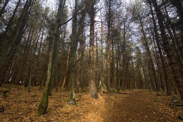 Red brightness in Rough Standhills