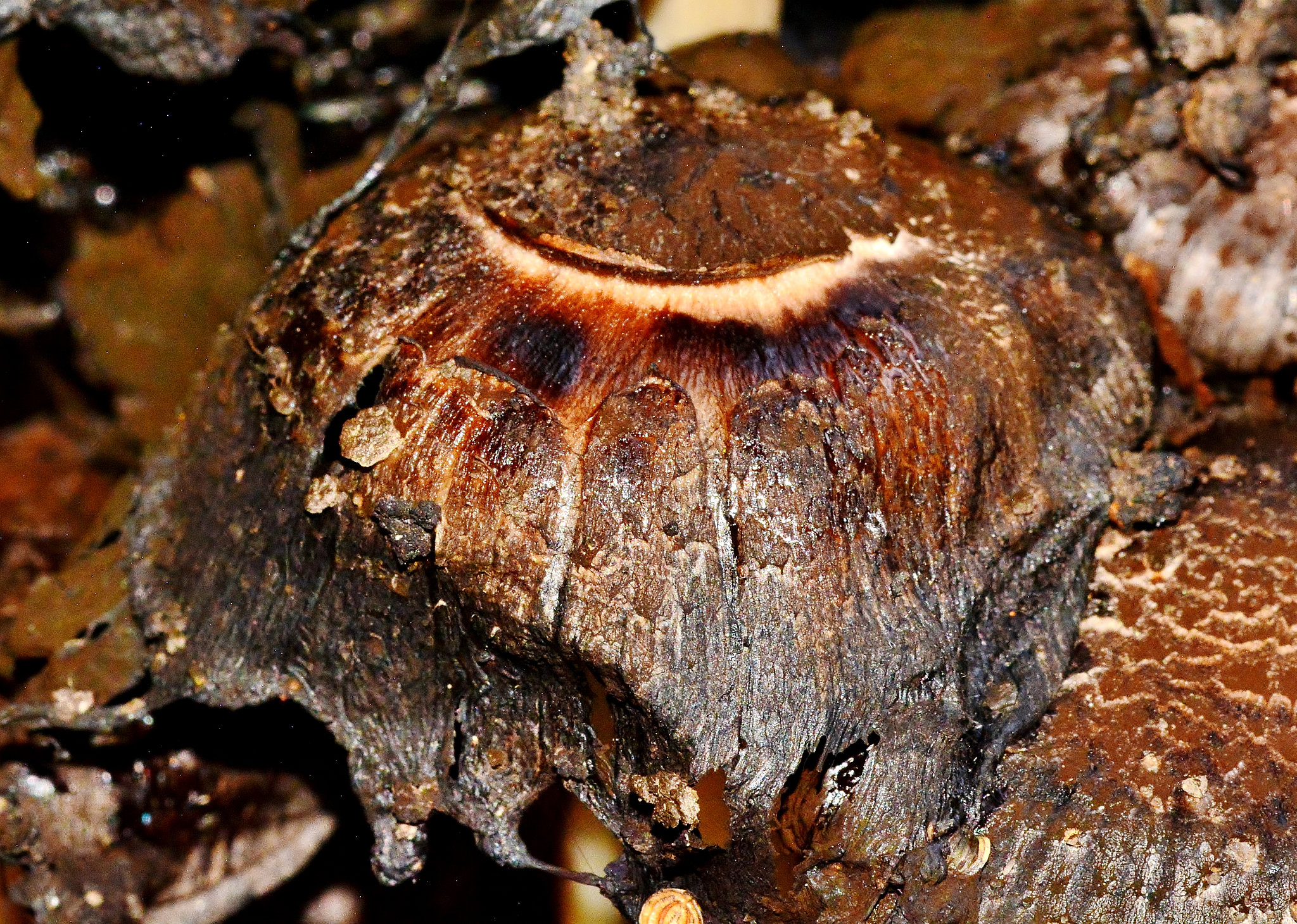 Decaying Shaggy Inkcap. Coprinus comatus.