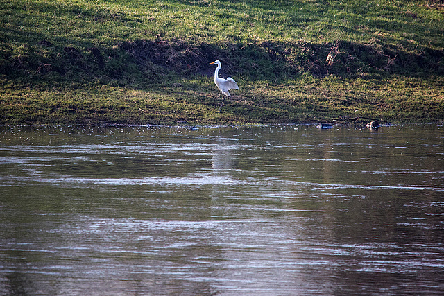 20150216 7021VRTw [D~SHG] Silberreiher (Ardea alba, Syn.: Casmerodius albus, Egretta alba), Weser, Rinteln