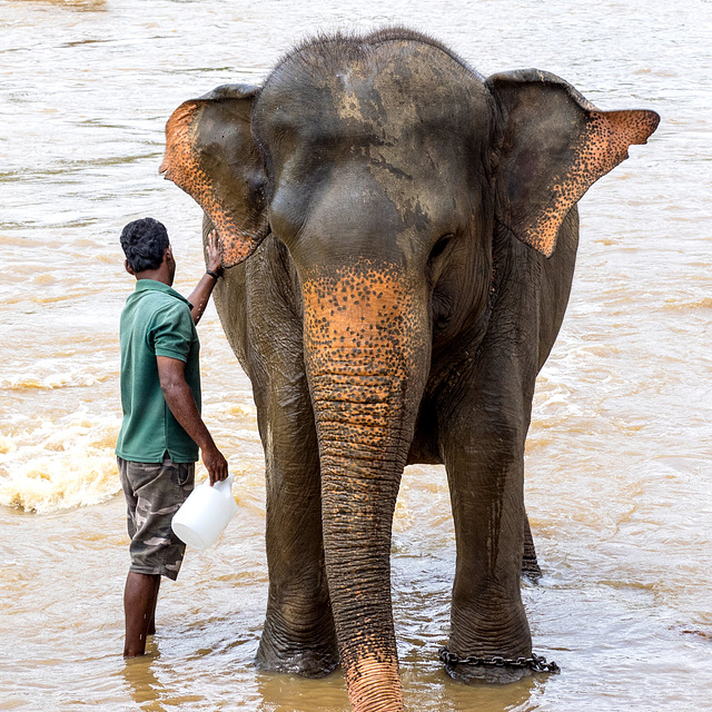 Sri Lanka tour - the fourth day - Pinnawala Elephant Orphanage