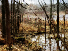 One of the seven ponds