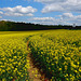 Champ de colza / rapeseed field - 1