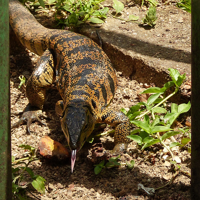 Golden Tegu, Asa Wright, Trinidad