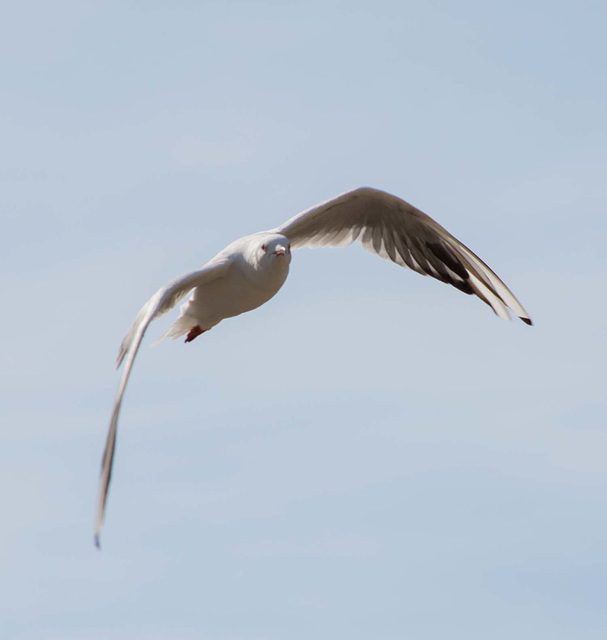 Gull flight 2