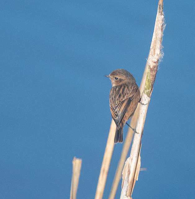 Stonechat