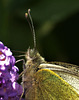 Large White. Pieris brassicae