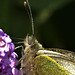 Large White. Pieris brassicae