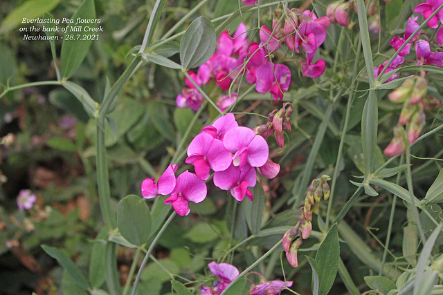 Everlasting Pea deep pink - Mill Creek - Newhaven -   28 7 2021