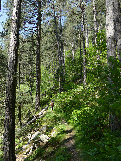 20230606 -08 Lozère tritons (182)