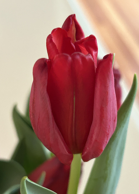 another tulip