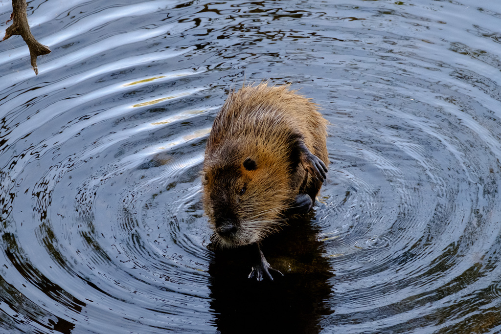 Nutria