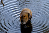 Nutria