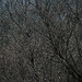 Tangle {enlarge 2 times please !}