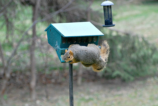 Raid of bird food