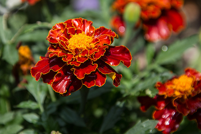 20150703 8406VRAw [D~RI] Studentenblume [Tagetes agg], Rinteln