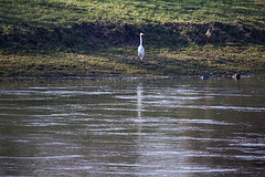 20150216 7022VRTw [D~SHG] Silberreiher (Casmerodius albus), Weser, Rinteln