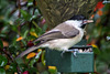 20151009 9104VRTw [D~RI] Weidenmeise (Poecile montanus), Rinteln