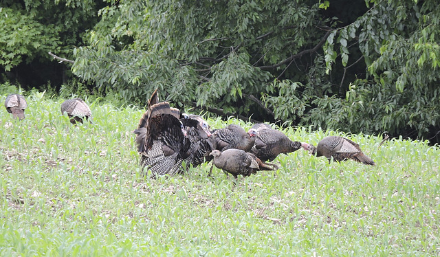 Turkeys