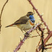 20180403 3448CPw [D~AUR] Blaukehlchen (Luscinia cyanecula), Leybucht, Greetsiel