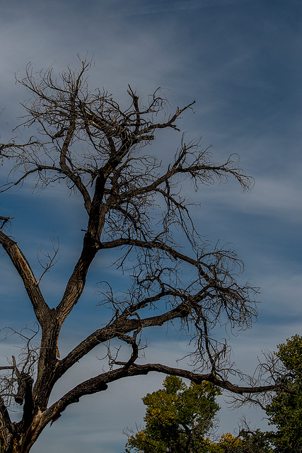 Dead tree