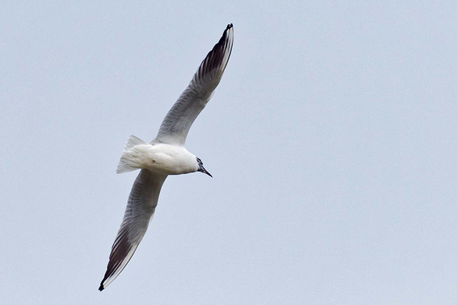 Gull in flight (1)