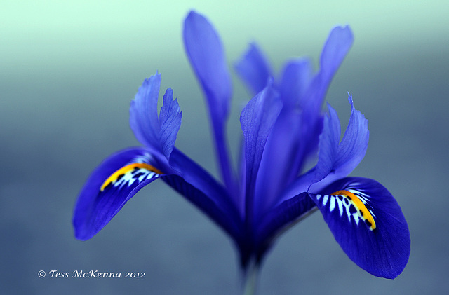 Iris 058 copy 2