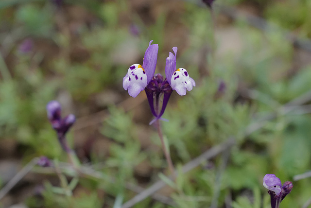 Linaria amethystea