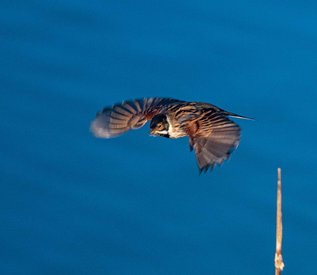 Stonechat in flight