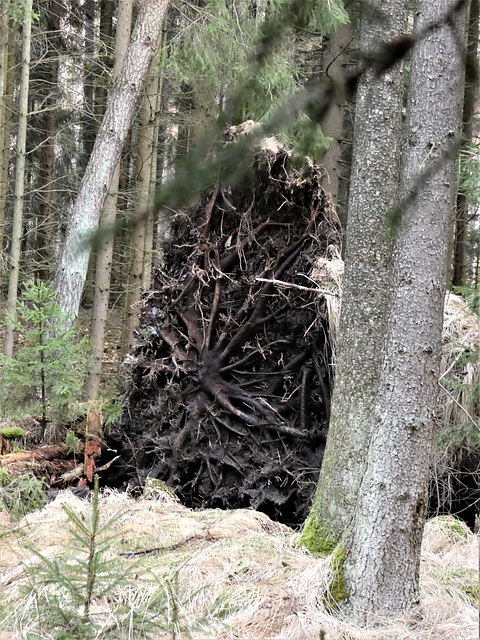 der gestürzte Baum