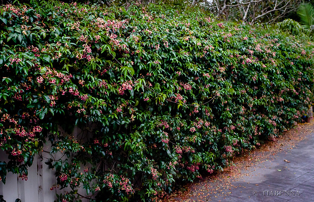 The vine on the fence