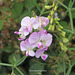 Everlasting Pea Pale pink Mill Creek Newhaven 28 7 2021