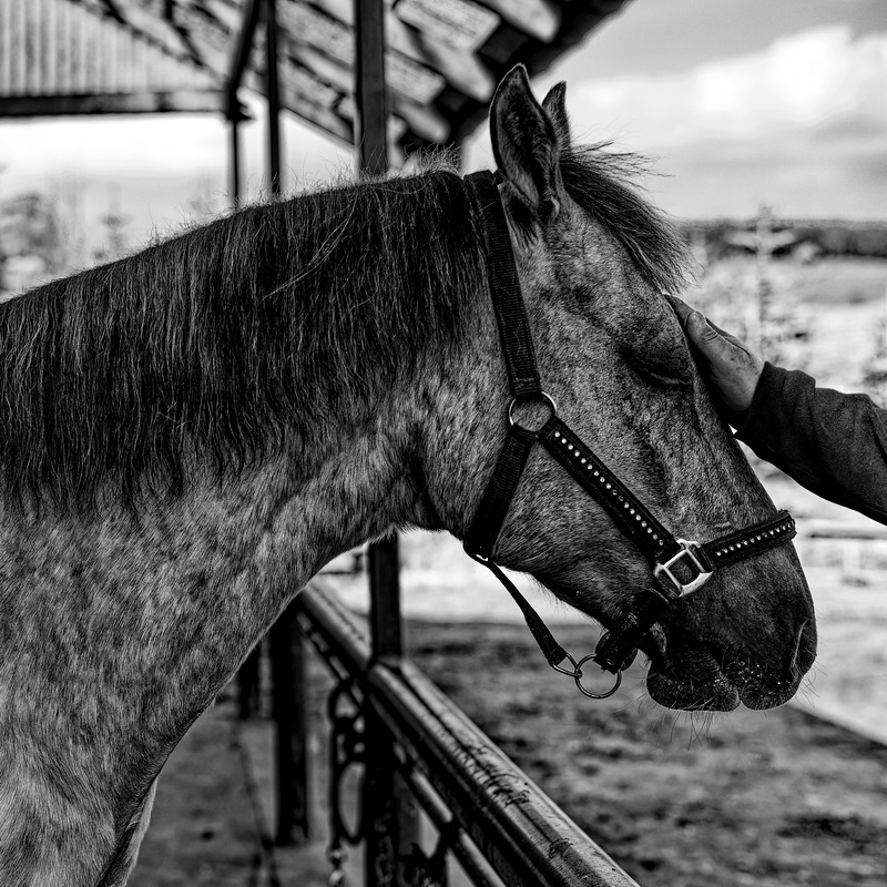 20240331_cooper ranch südharz (d800)