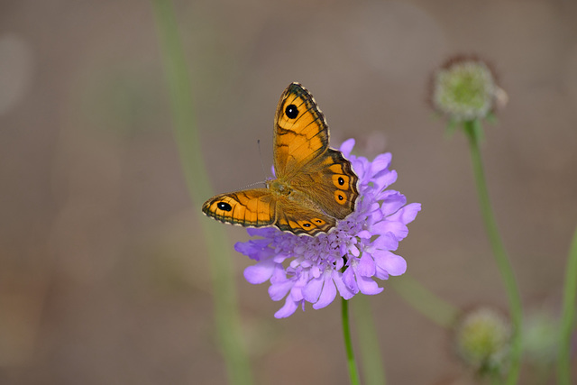 Schmetterling