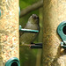20230716 2216CP~V [D~LIP] Haussperling, Bad Salzuflen