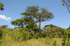 Zimbabwe, Rain Forest of Victoria Falls National Park