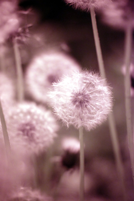 Infrared doesn't much change dandelion seedheads