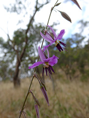 Arthropodium fimbriatum