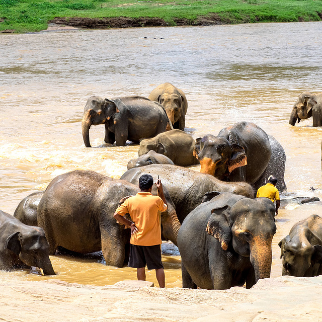 Sri Lanka tour - the fourth day - Pinnawala Elephant Orphanage