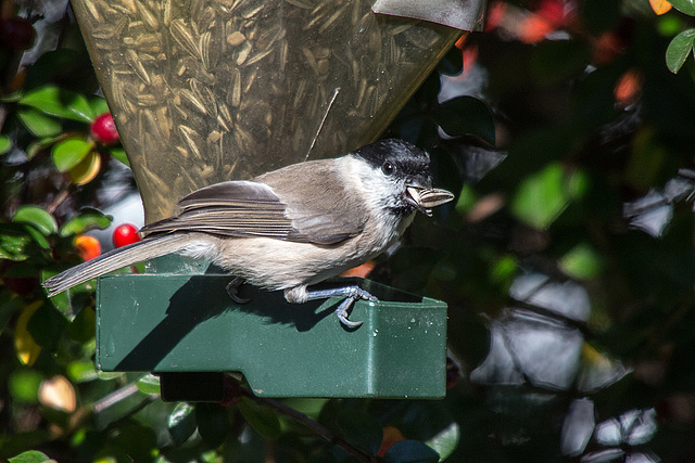 20151011 9373VRTw [D~RI] Weidenmeise (Poecile montanus), Rinteln