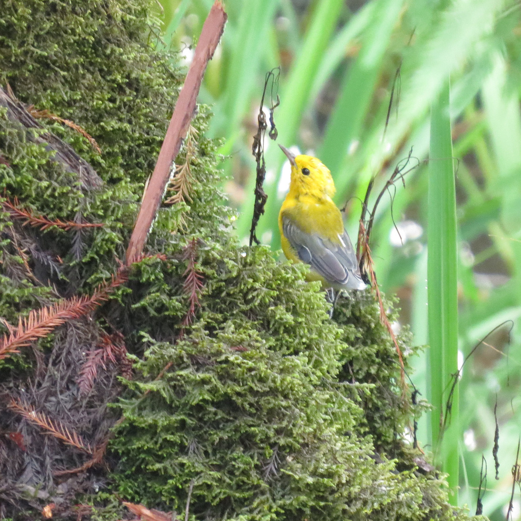 Prothonotary warbler