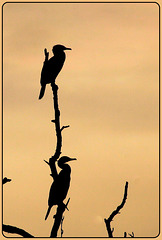 Cormorans