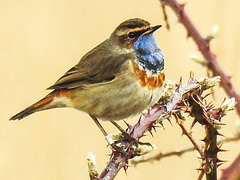 20180403 3449CPw [D~AUR] Blaukehlchen (Luscinia cyanecula), Leybucht, Greetsiel