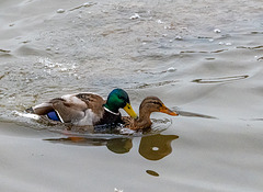 Mating mallards