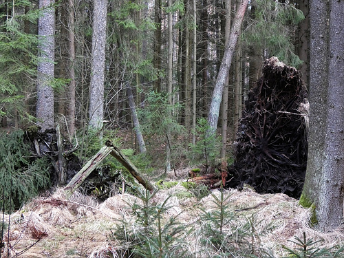 im Wald