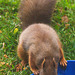 Red Squirrel