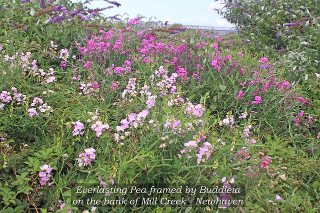 Everlasting Pea with Buddleia Mill Creek Newhaven  28 7 2021