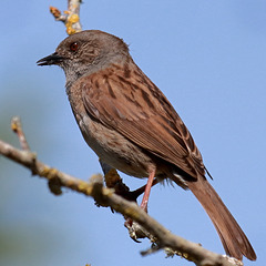 EOS 90D Peter Harriman 10 16 30 82070 dunnock dpp